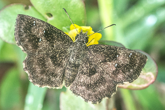 Staphylus ascalaphus-1837