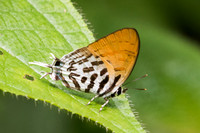 Drupadia ravindra boisduvalii -6103 - Phanom Bencha Mountain - 24/11/23