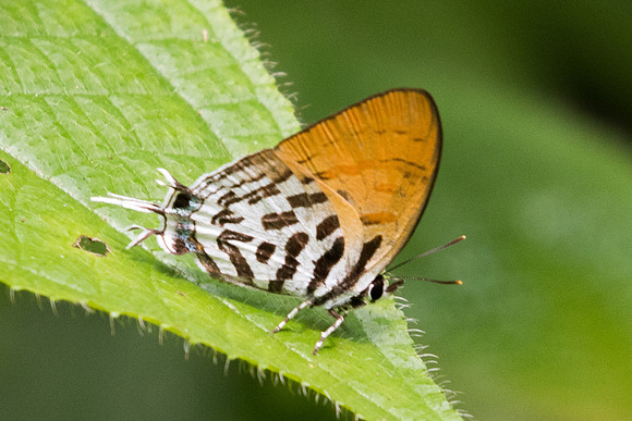 Drupadia ravindra boisduvalii -6103 - Phanom Bencha Mountain - 24/11/23