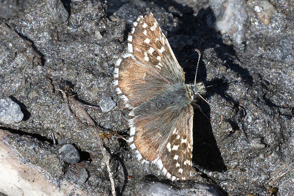 Pyrgus andromedae-2201 - Cervieres - 26/06/25