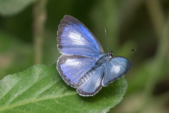 Acytolepis puspa gisca-1145 - Chiang Dao - 16/11/23