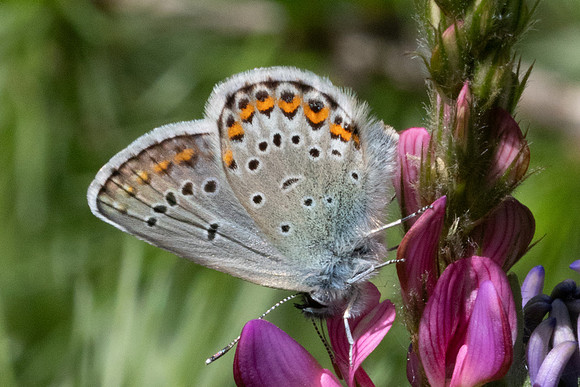 Plebejus idas-1450