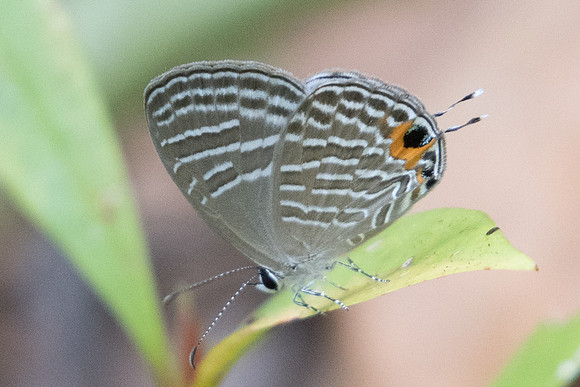 jamides celeno aelianus-2418- Koh Samui - 19/03/23
