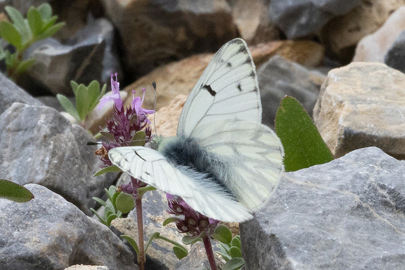 Pontia callidice-2447