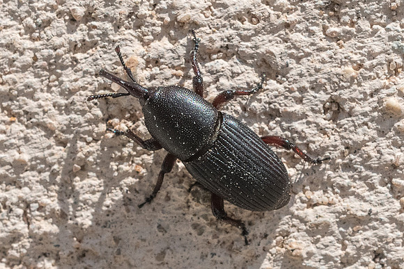 Insecte-1079