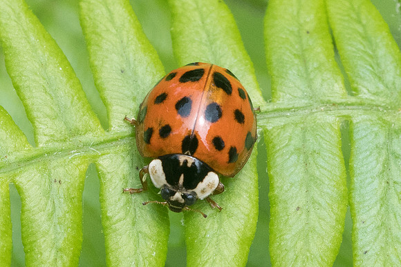 Insecte-2006