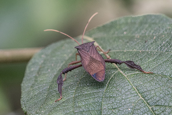 Insecte-2030