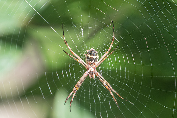 Insecte-0506