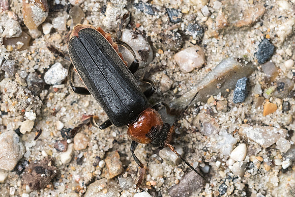 Insecte-2001