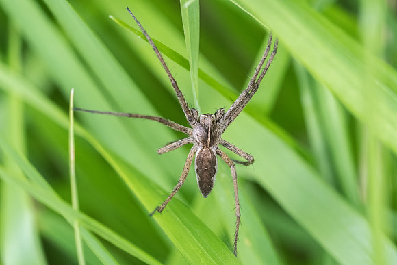 Insecte-2484