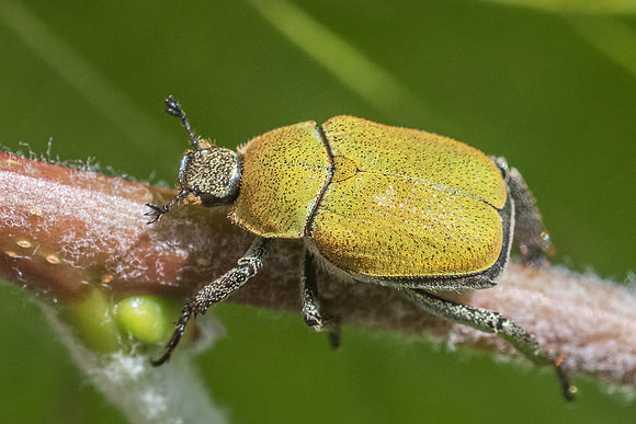 Insecte-2715