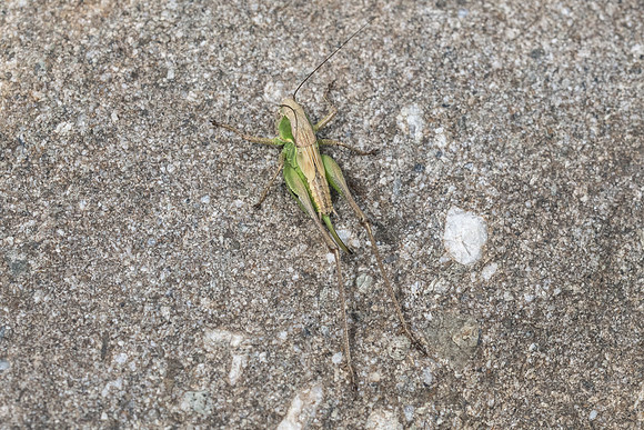 Insecte-2784