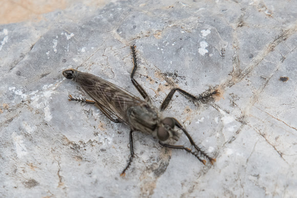 Insecte-2807
