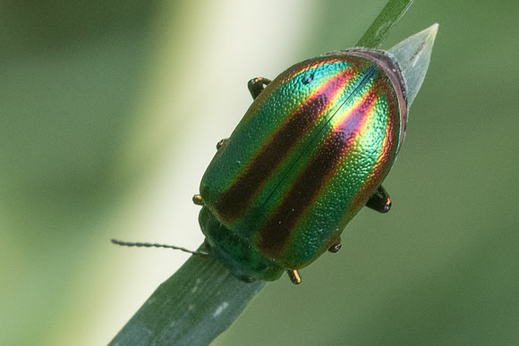 Insecte-5928 -  St Dalmas le selvage