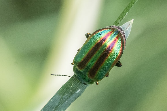 Insecte-5931 St Dalmas le selvage