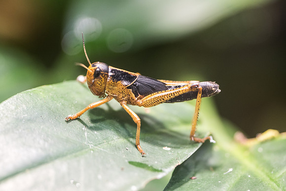 Insecte-7036 - Zoo de Beauval