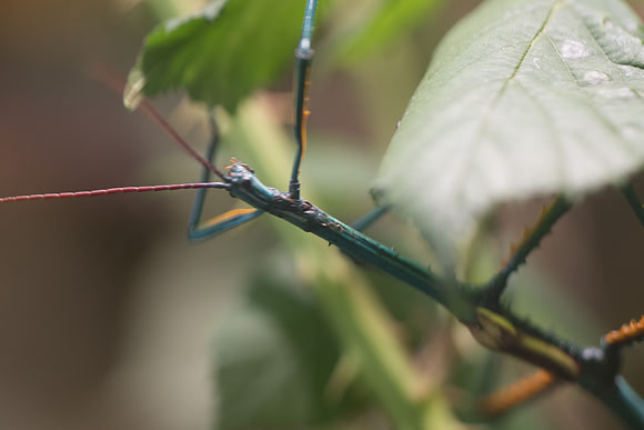 Insecte-7039