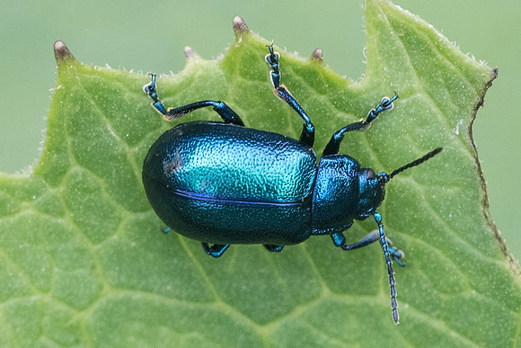 Insecte-7048