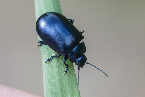Insecte-7760