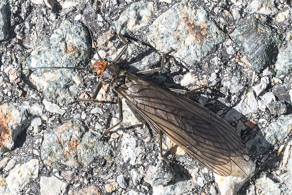 Insectes-4511