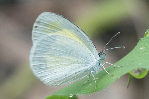 Eurema elathea-1