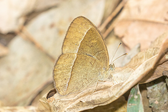Mycalesis francisca-2900 - Doi Suthep 1577m - 21/03/25