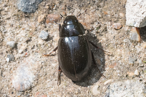 Insecte-6367 Lesigny