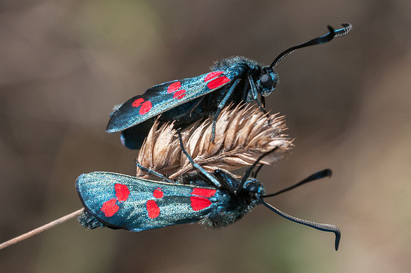 Zygaena filipendulae-3726