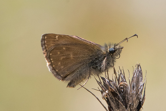 Erynnis tages-8245