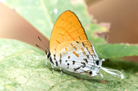 Drupadia ravindra-6530 - Doi-Suthep - 14/03/23