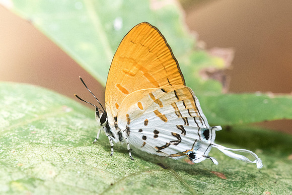 Drupadia ravindra-6530 - Doi-Suthep - 14/03/23