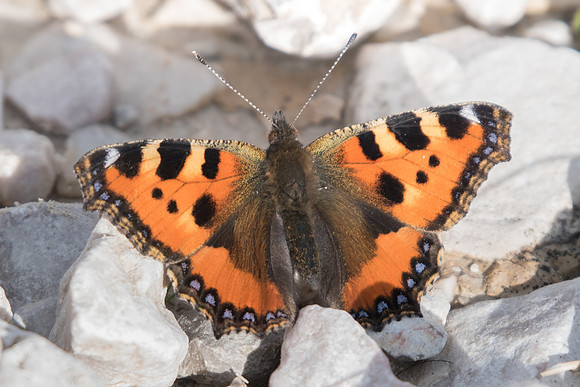 Aglais urticae-3173 - Dolomites - Italie - 21/09/18