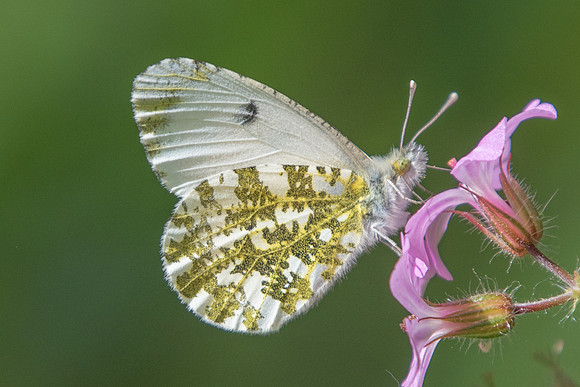 Anthocharis cardamines ♀-8139 - Vaux le vicomte - 21/04/18