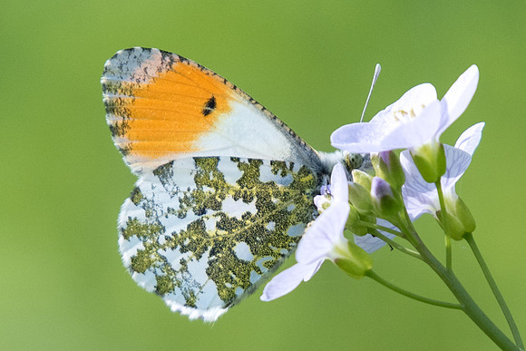 Anthocharis cardamines ♂-7965 - Vaux le vicomte - 21/04/2018