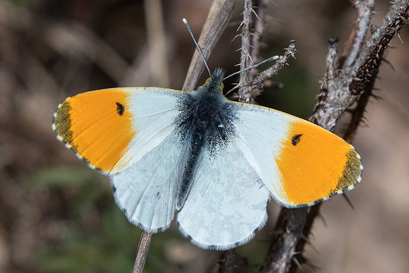 Anthocharis cardamines ♂ -2430 -Fontainebleau - 30/03/19