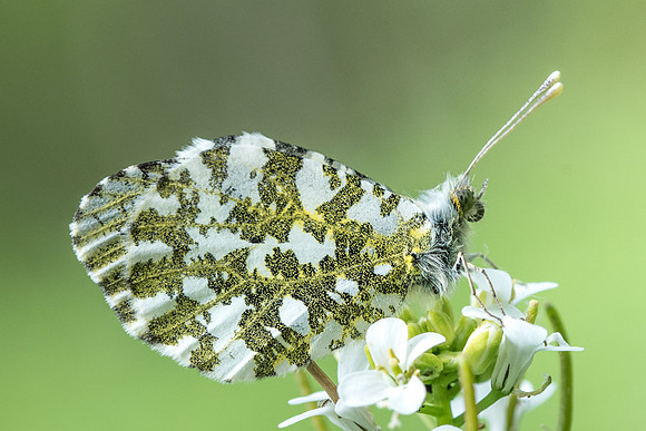 Anthocharis cardamines (Aurore) 9001 - Sainte Appoline - 28/04/2018