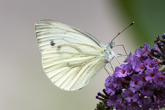 Pieris napi (Pieride du navet) - Précy - 14/07/18