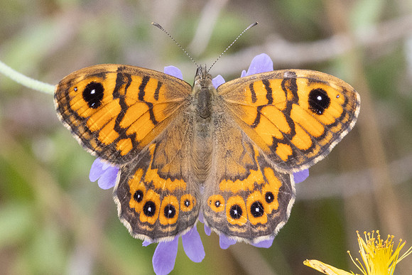 Lasiommata megera-8905