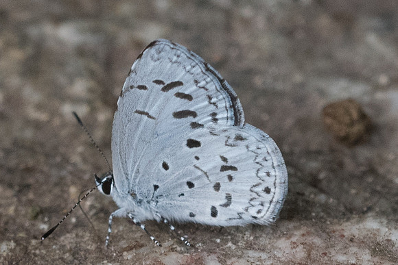 Celatoxia marginata-7054 - Chiang Mai - 14/03/23