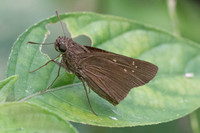 Caltoris sp-4545 - Phanom Bencha Mountain Resort - 23/11/23
