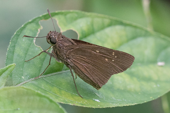 Caltoris sp-4545 - Phanom Bencha Mountain Resort - 23/11/23