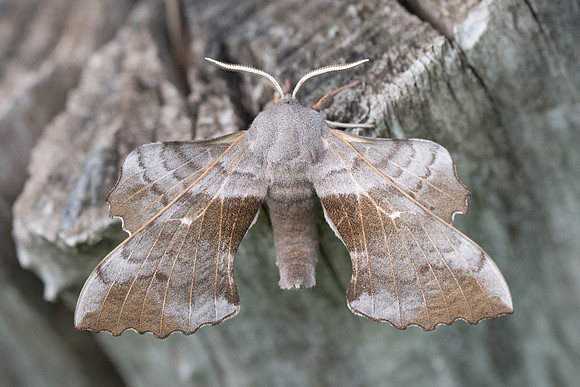 Laothoe populi-2346 - Entraunes - 7/07/21