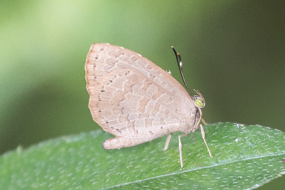 Miletus chinensis learchus-8920 - Koh Samui - 16/03/23