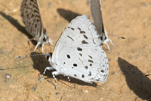 Acytolepis puspa-4442