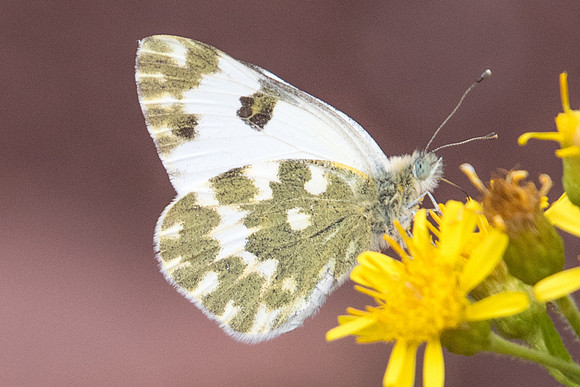 Pontia daplidice-8596 - Canyon du diable - 1/10/2022