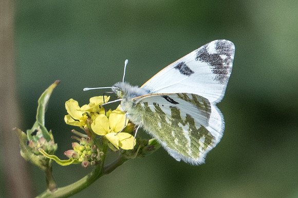Euchloe belemia-8902 - Bolonia - 12/03/22