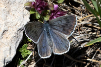 Maculinea arion-2317 - Col de l'Izoard - 27/06/25