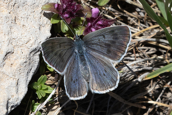 Maculinea arion-2317 - Col de l'Izoard - 27/06/25