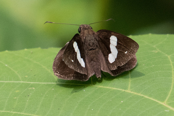 Notocrypta paralysos-0663 - Koh Samui - 18/03/23