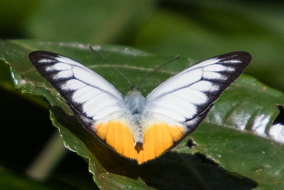 Cepora iudith lea -6154 -  Phanom Bencha Mountain Resort - 24/11/23